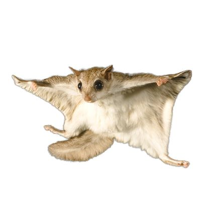 Other flying mamals