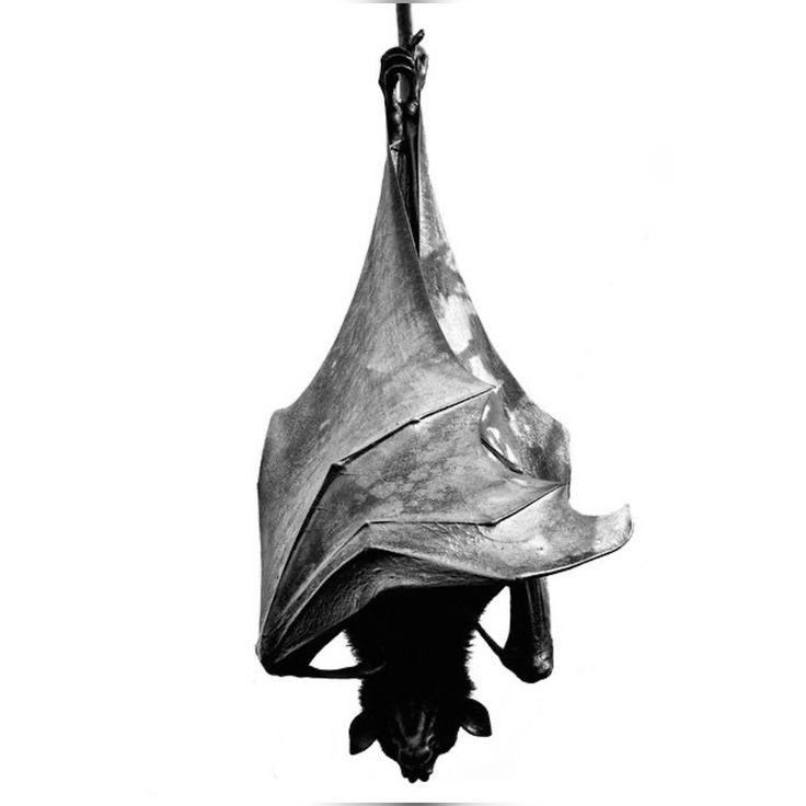 What is so important about bats?