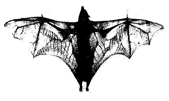 Why are bats becoming extinct?