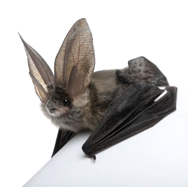 Why do bats fly?