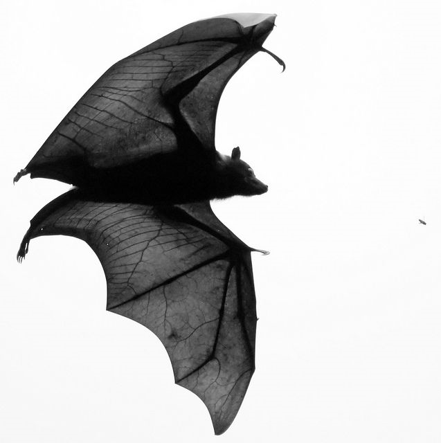 What are bats?