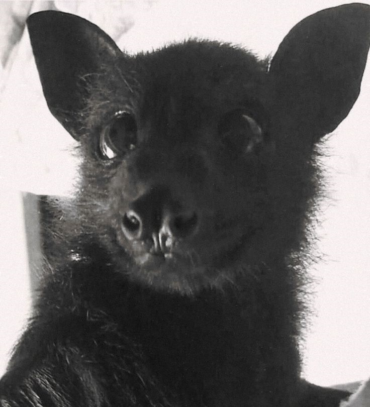 Vampire bats